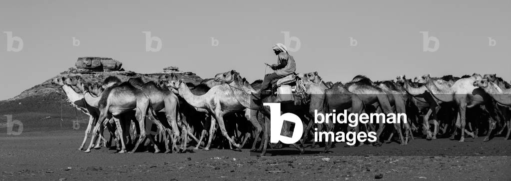 Sudanese Camels Herd Going to Egypt, Dongola, Northern Province, Sudan (photo)