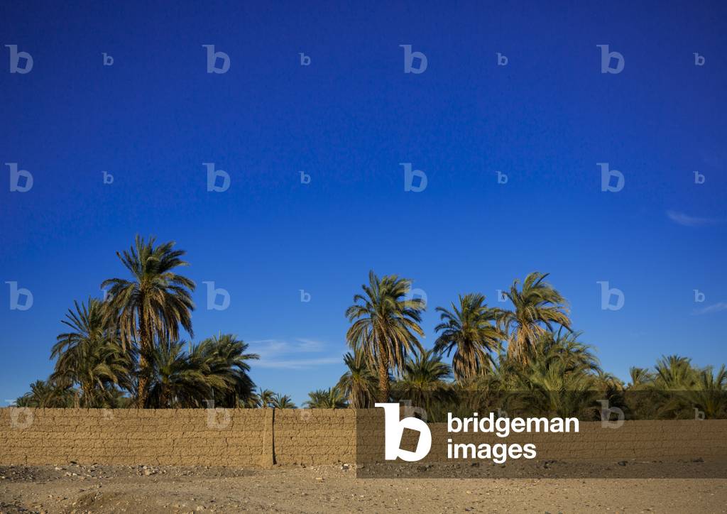 Palm Trees, Soleb, Nubia, Sudan (photo)