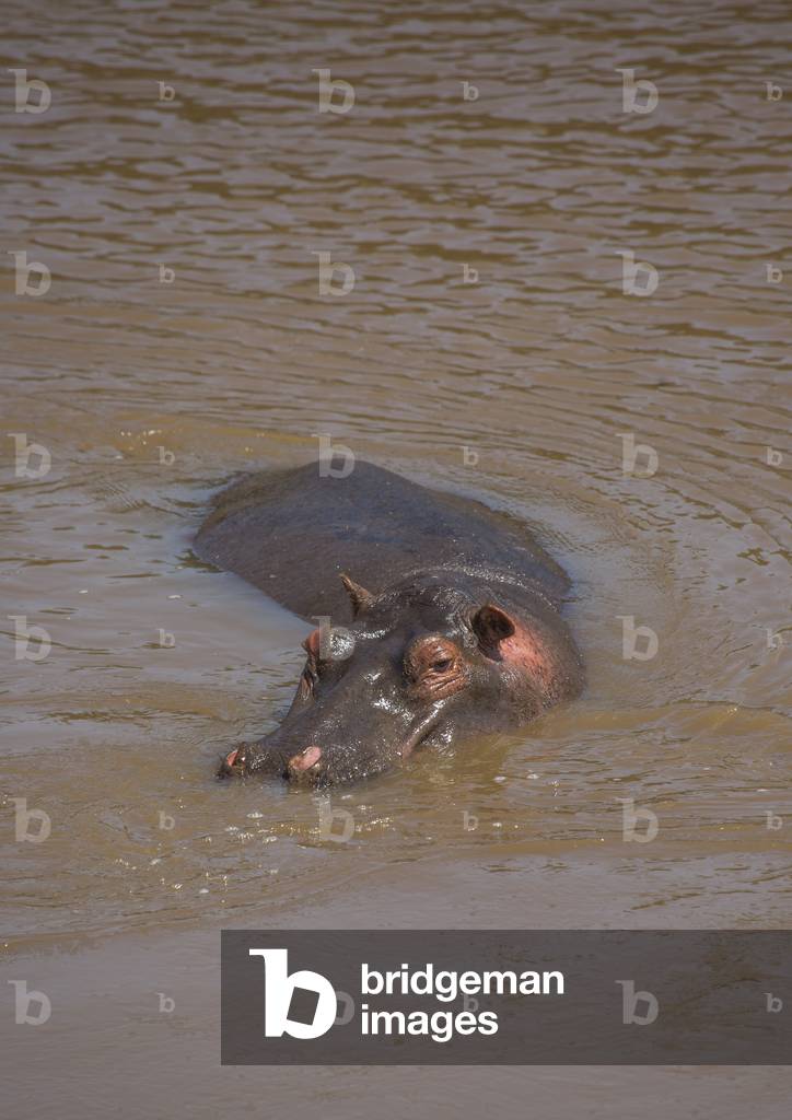 Hippopotamus amphibius in a river, Rift valley province, Maasai mara, Kenya, Africa (photo)