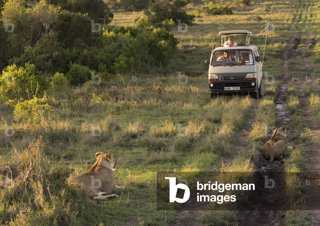 Tourists in a bus watching lioness (panthera leo) passing in the bush, Laikipia county, Mt Kenya, Africa national park, Kenya, Africa (photo)