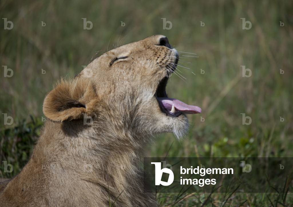 Lioness (panthera leo) cub roaring, Rift valley province, Maasai mara, Kenya, Africa (photo)