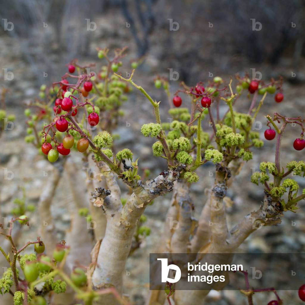 Arbre Fruit Du Baoabab (photo)