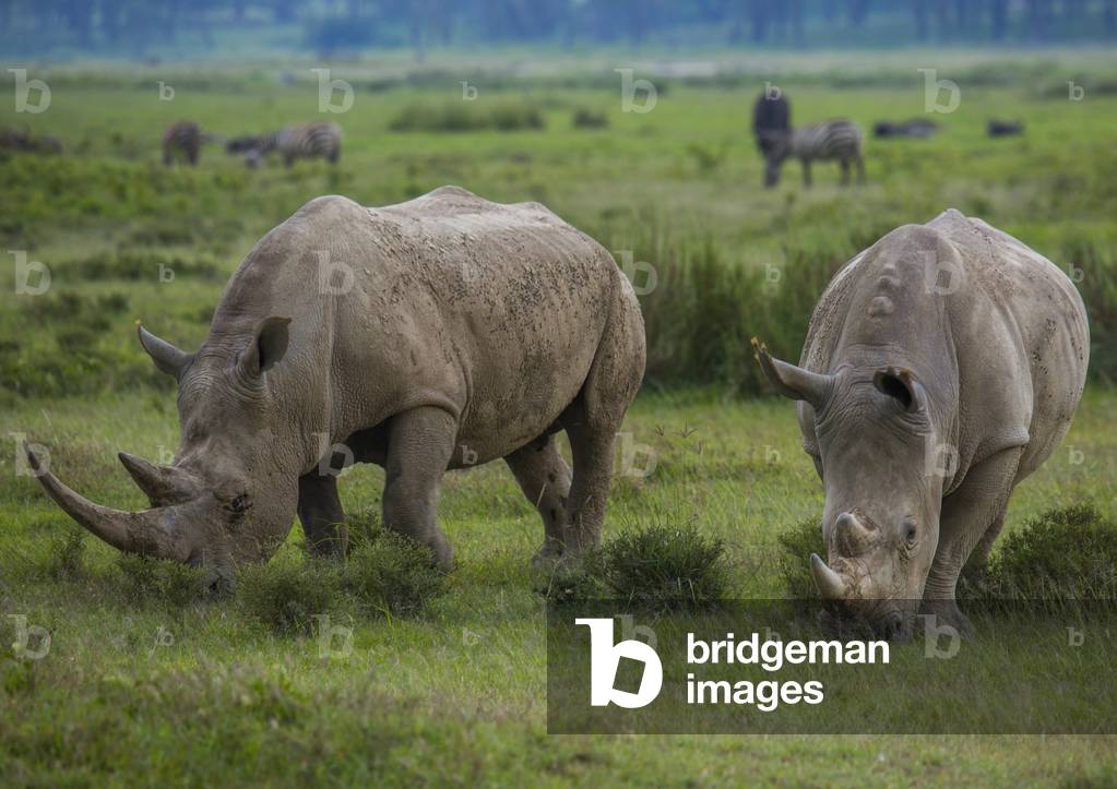 Black rhinos (diceros bicornis), Nakuru district of the rift valley province, Nakuru, Kenya, Africa (photo)