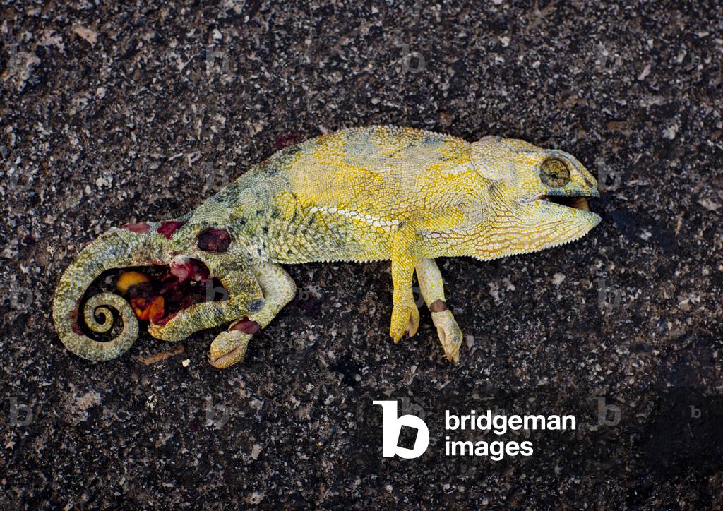 Dead Chameleon on the Road, Angola, Africa (photo)