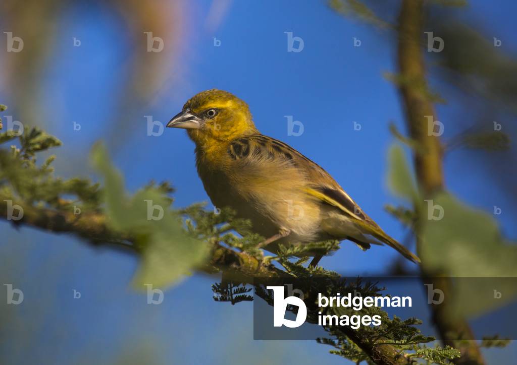 Yellow-back weaver, Baringo county, Lake baringo, Kenya, Africa (photo)