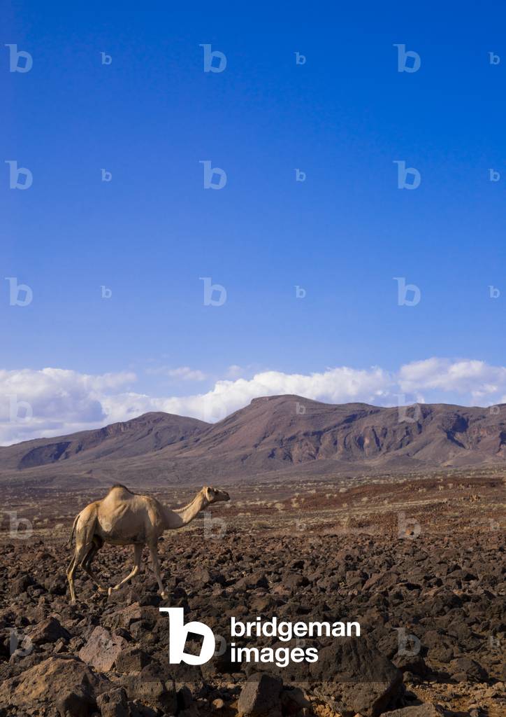 Camel on volcanic rocks, Turkana lake, Loiyangalani, Kenya, Africa (photo)