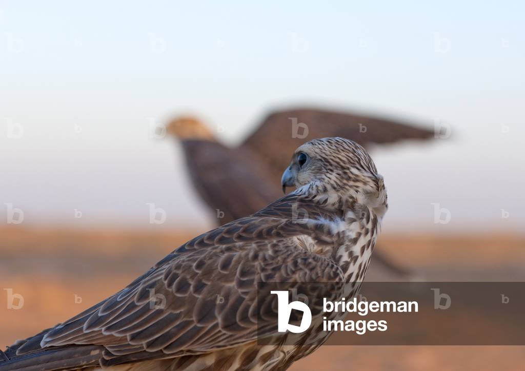 Falconry in Sakakah Area, Saudi Arabia (photo)