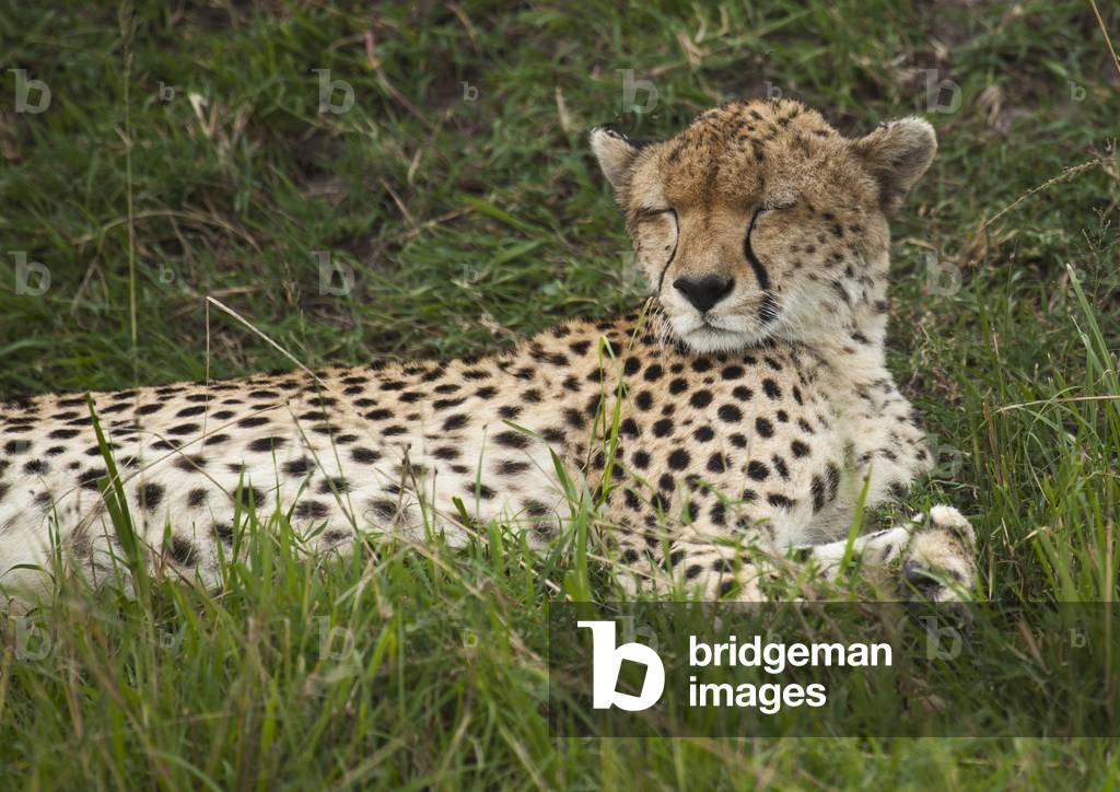 Cheetah (acinonyx jubatus) resting in the grass, Rift valley province, Maasai mara, Kenya, Africa (photo)