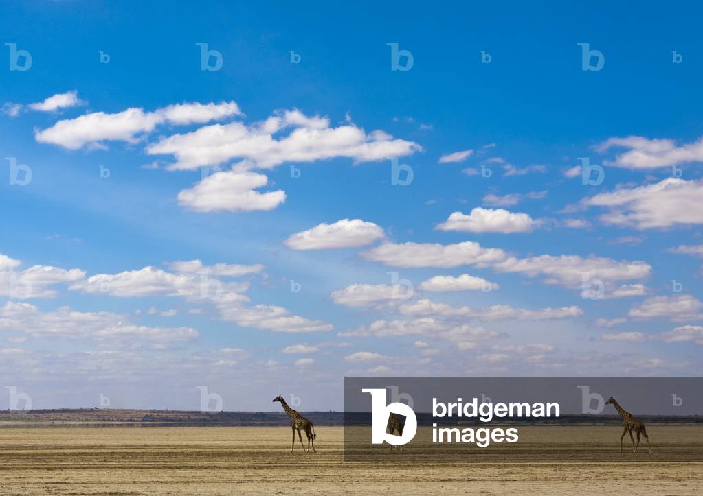 Girafes in amboseli park, Kenya, Africa (photo)