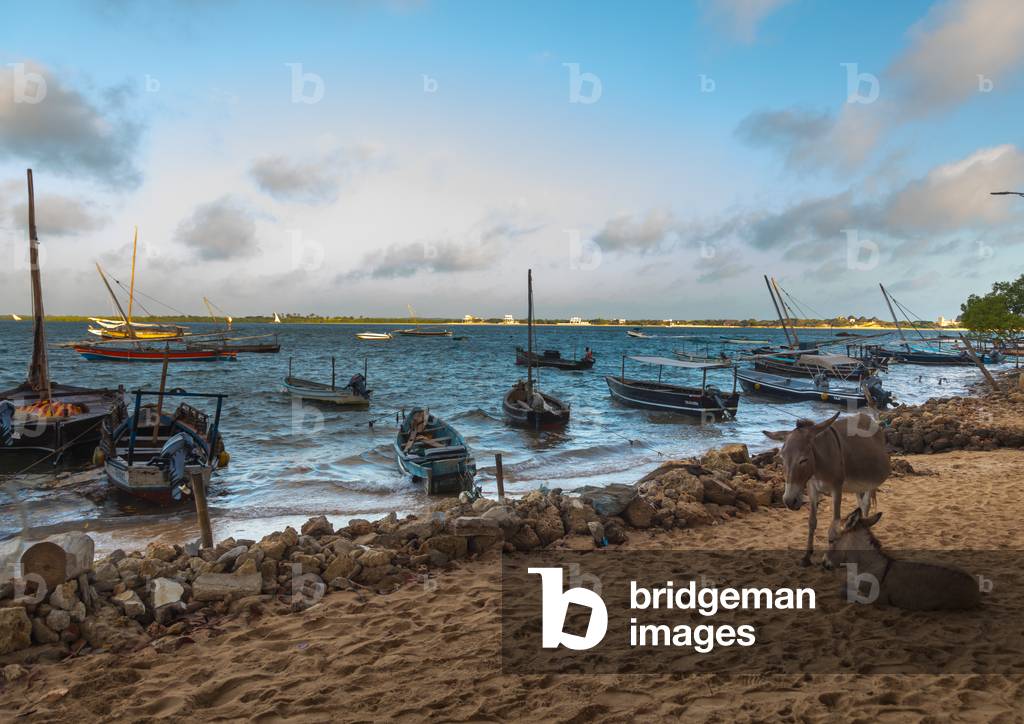 Dhows standing by the dockside with donkeys on the beach, Lamu county, Shela, Kenya, Africa (photo)