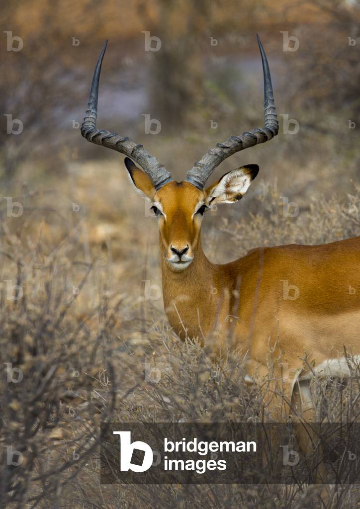 Male impala (aepyceros melampus), Samburu county, Samburu national reserve, Kenya, Africa (photo)