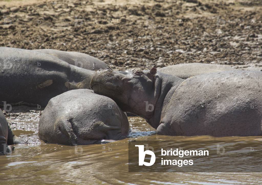 Hippopotamus amphibius in a river, Rift valley province, Maasai mara, Kenya, Africa (photo)