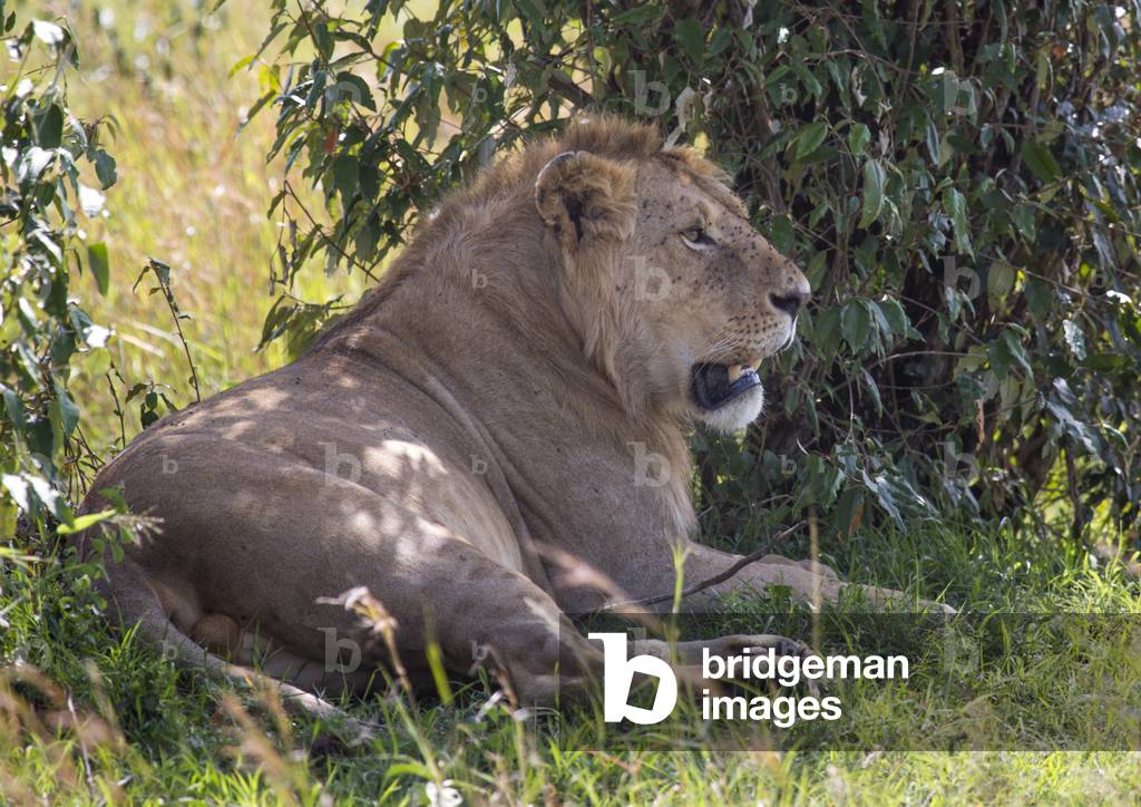 Lion (panthera leo) resting under a tree shadow, Rift valley province, Maasai mara, Kenya, Africa (photo)