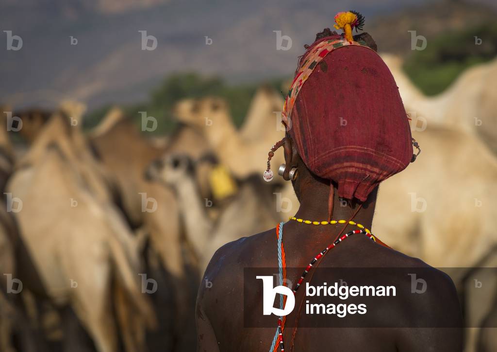 Rendille tribesman with his camels, Marsabit district, Ngurunit, Kenya, Africa (photo)