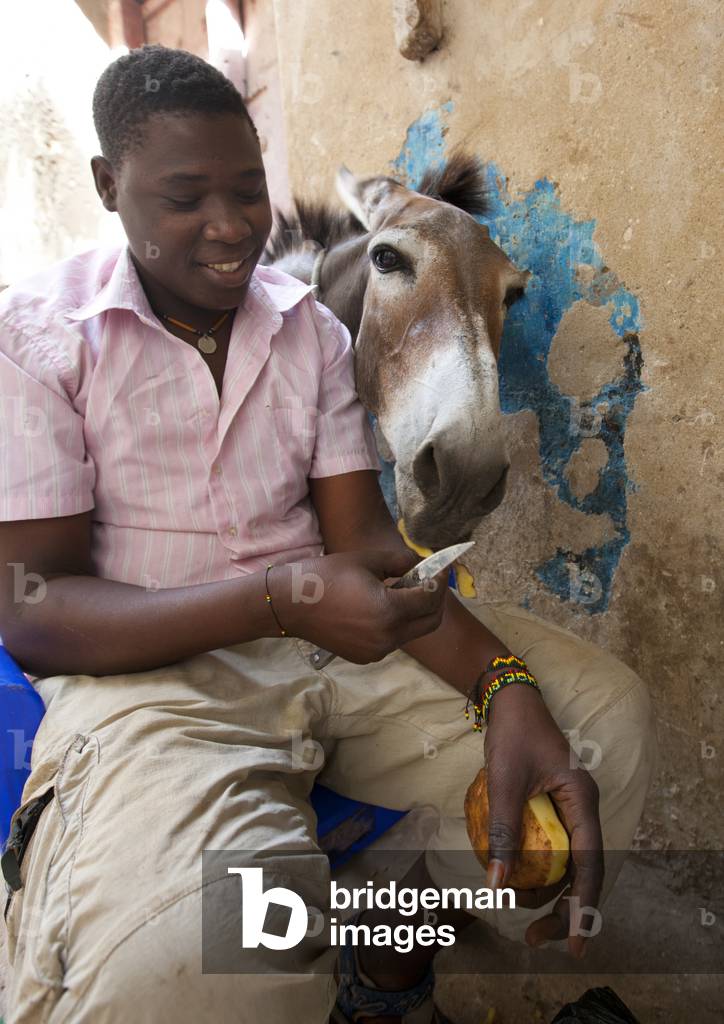 Teenage boy giving potatoe peels to wandering mule, Sitting in the street, Lamu, Kenya, Africa


 (photo)