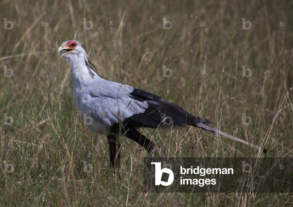 Secretary bird (sagittarius serpentarius), Rift valley province, Maasai mara, Kenya, Africa (photo)