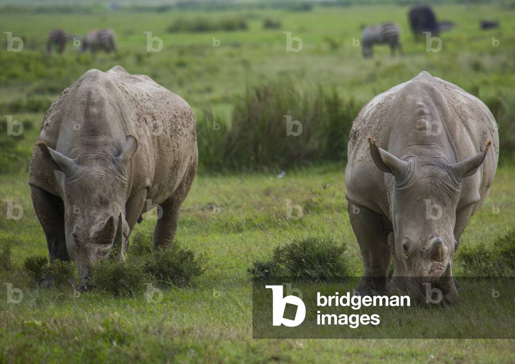 Black rhinos (diceros bicornis), Nakuru district of the rift valley province, Nakuru, Kenya, Africa (photo)