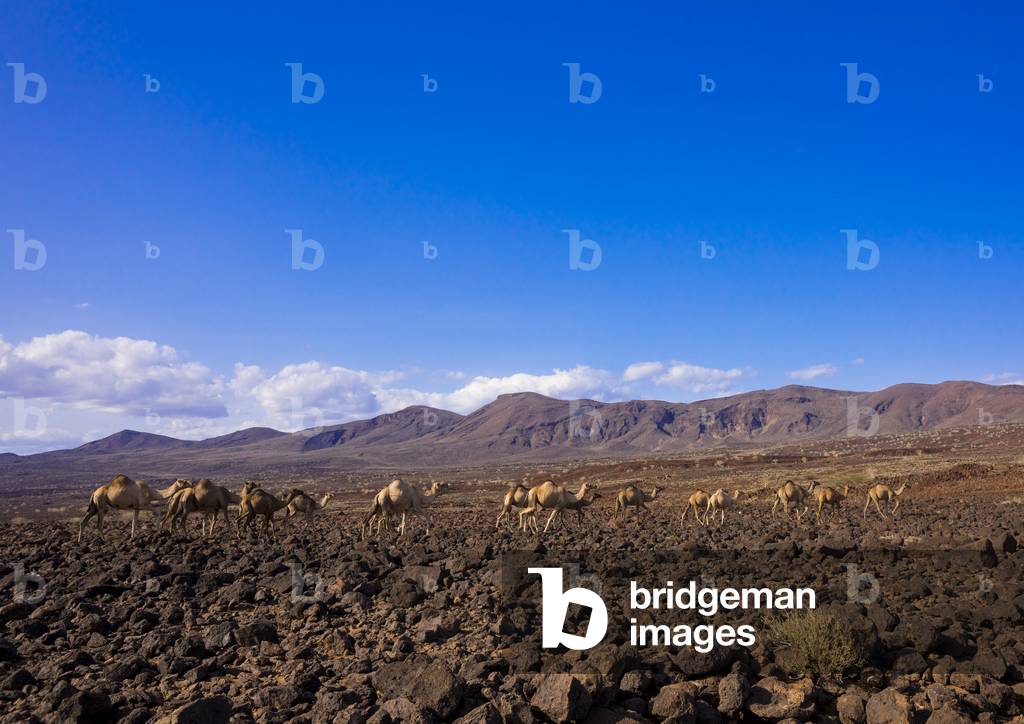 Camel herd on volcanic rocks, Turkana lake, Loiyangalani, Kenya, Africa (photo)