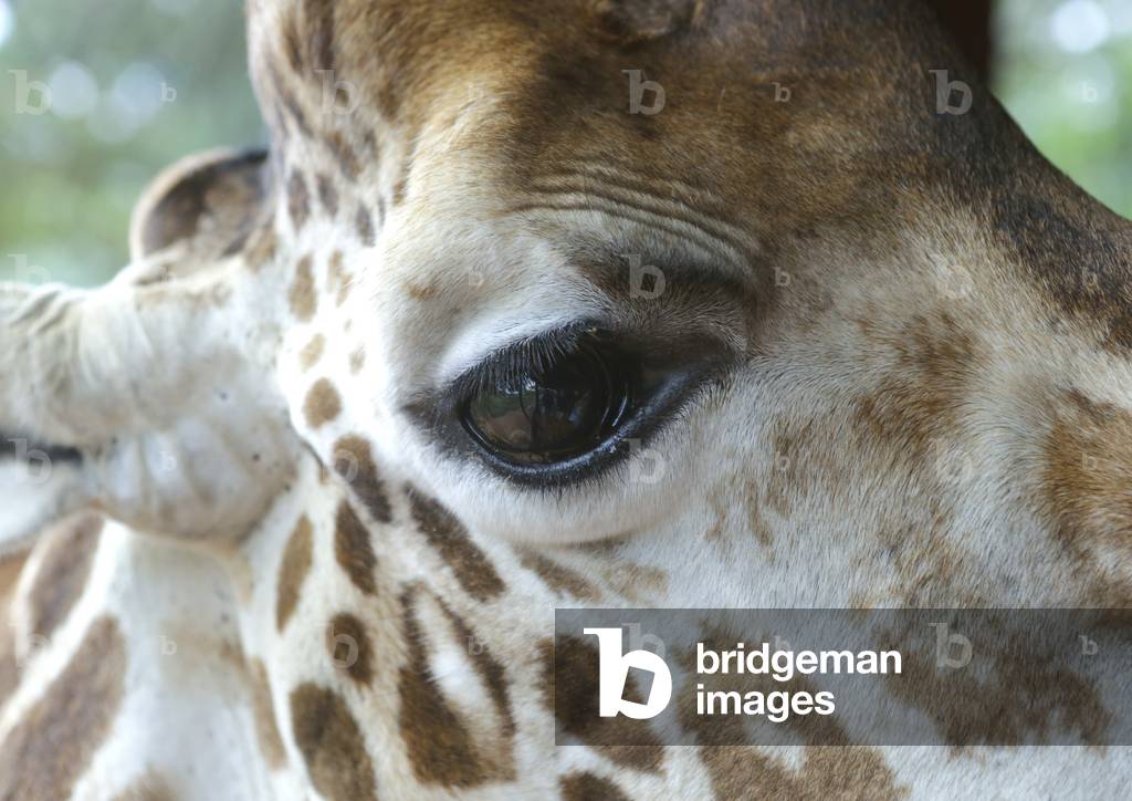 Giraffe (giraffa camelopardalis rothschildi) at giraffe center, Nairobi county, Nairobi, Kenya, Africa (photo)