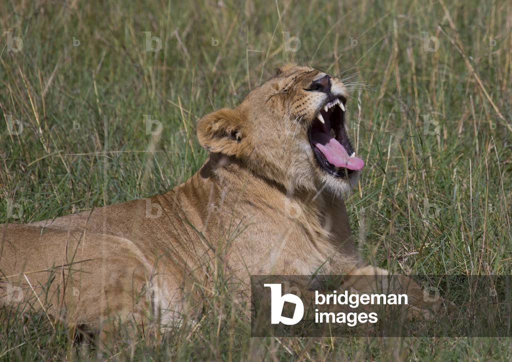 Lioness (panthera leo) cub roaring, Rift valley province, Maasai mara, Kenya, Africa (photo)