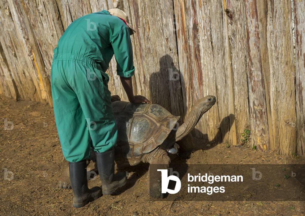 Ranger taking care of a turtle at the mount Kenya, Africa animal orphanage, Laikipia county, Mount Kenya, Africa (photo)