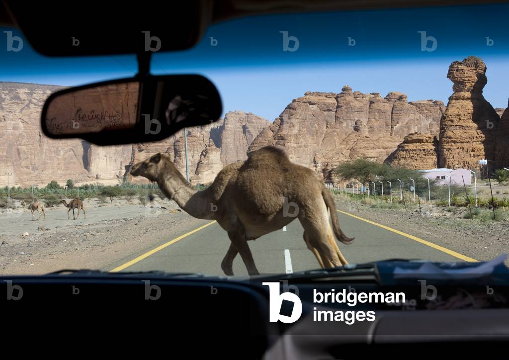 Camel on the Road, Al Ulah, Saudi Arabia (photo)