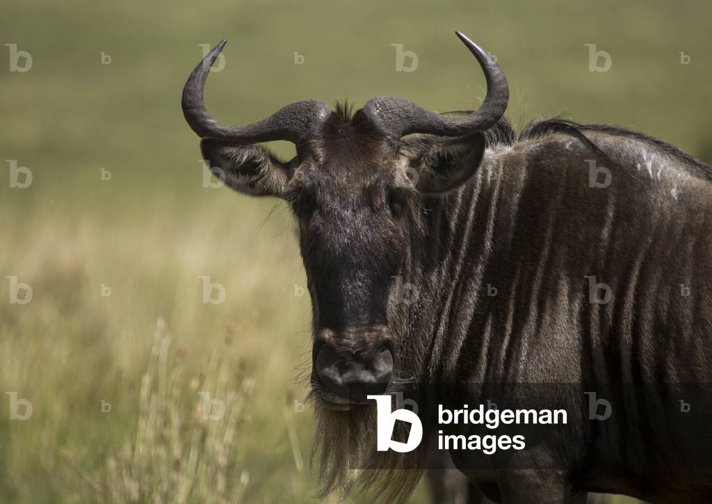 Black wildebeest (connochaetes gnou), Rift valley province, Maasai mara, Kenya, Africa (photo)