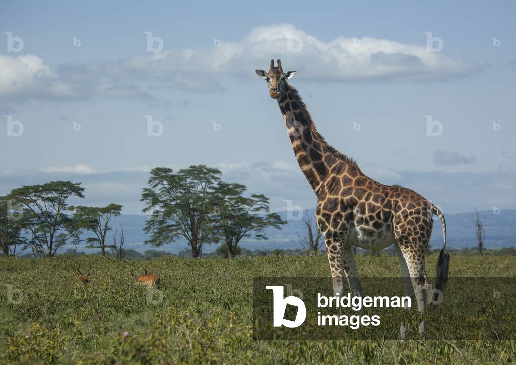 Rothchild's giraffe (giraffa camelopardalis), Nakuru district of the rift valley province, Nakuru, Kenya, Africa (photo)