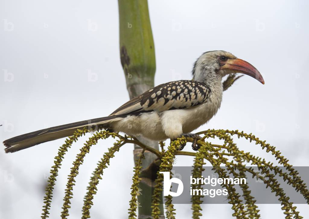 Yellow-billed hornbill sitting on a branch, Samburu county, Samburu national reserve, Kenya, Africa (photo)