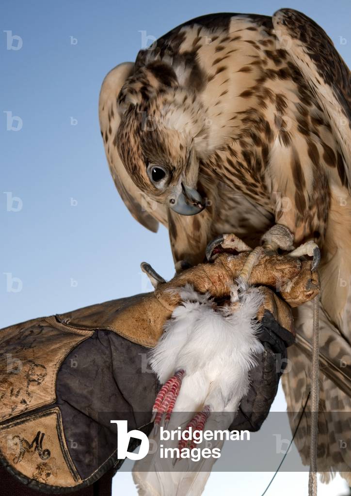 Falconry in Sakakah Area, Saudi Arabia (photo)