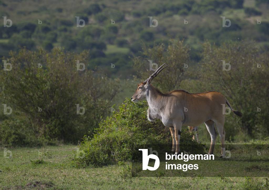 Greater kudu (tragelaphus strepsiceros) in the bush, Rift valley province, Maasai mara, Kenya, Africa (photo)