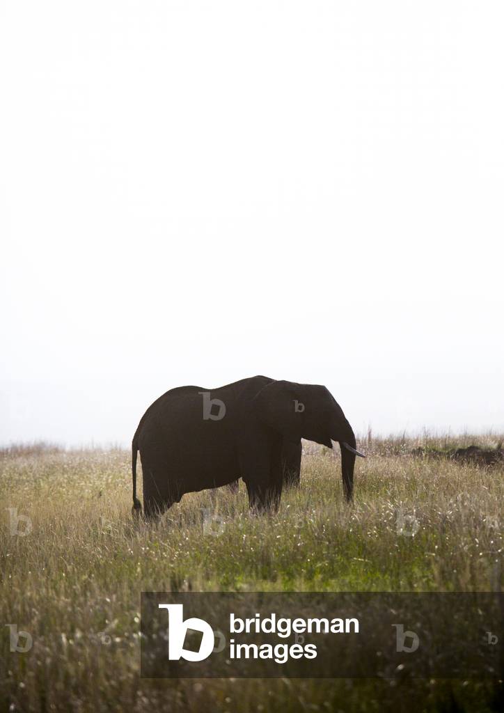 African elephant (loxodonta africana), Rift valley province, Maasai mara, Kenya, Africa (photo)