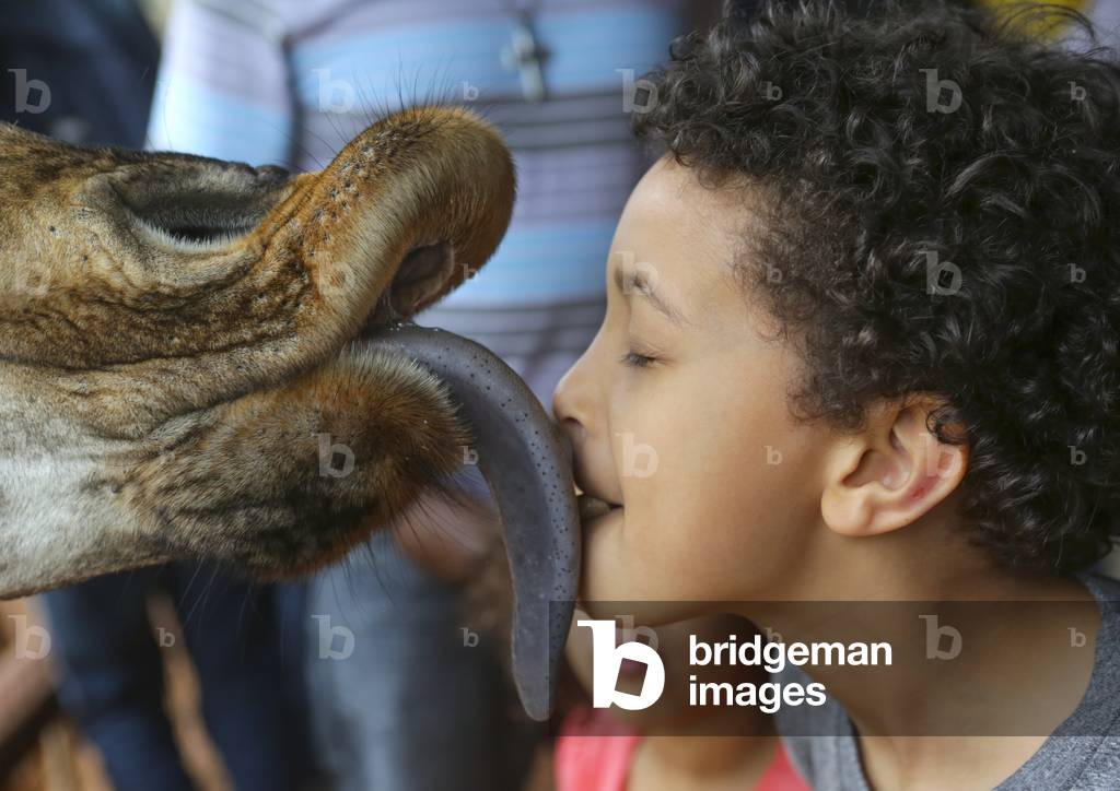 Giraffe (giraffa camelopardalis rothschildi) at giraffe center licking a children face, Nairobi county, Nairobi, Kenya, Africa (photo)