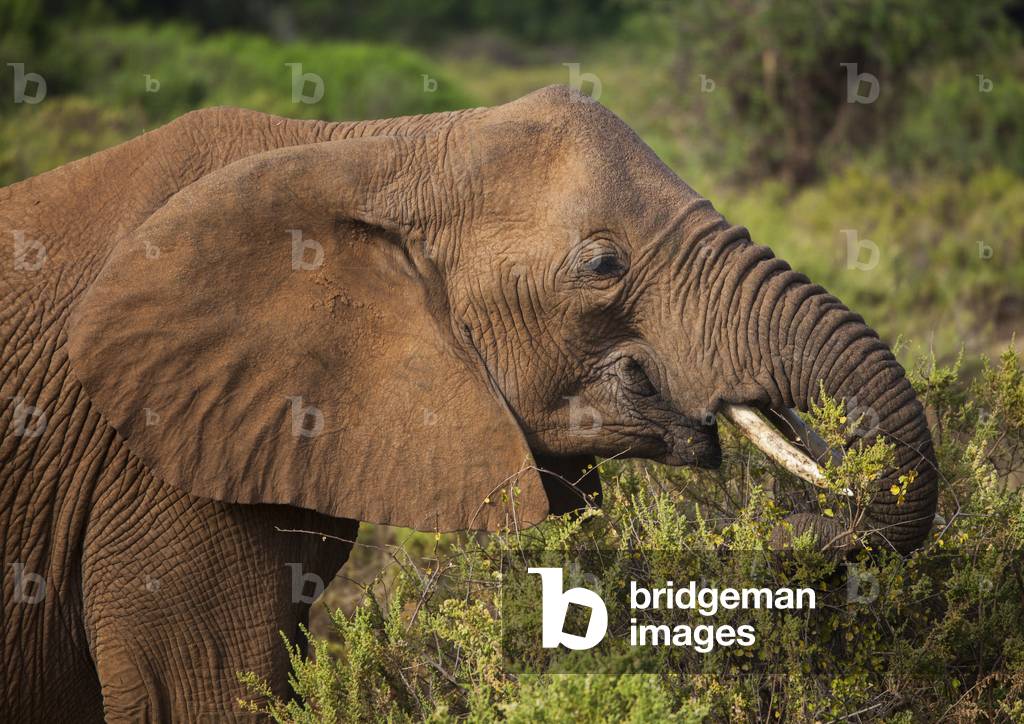 African elephant (loxodonta africana) eating grass, Samburu county, Samburu national reserve, Kenya, Africa (photo)