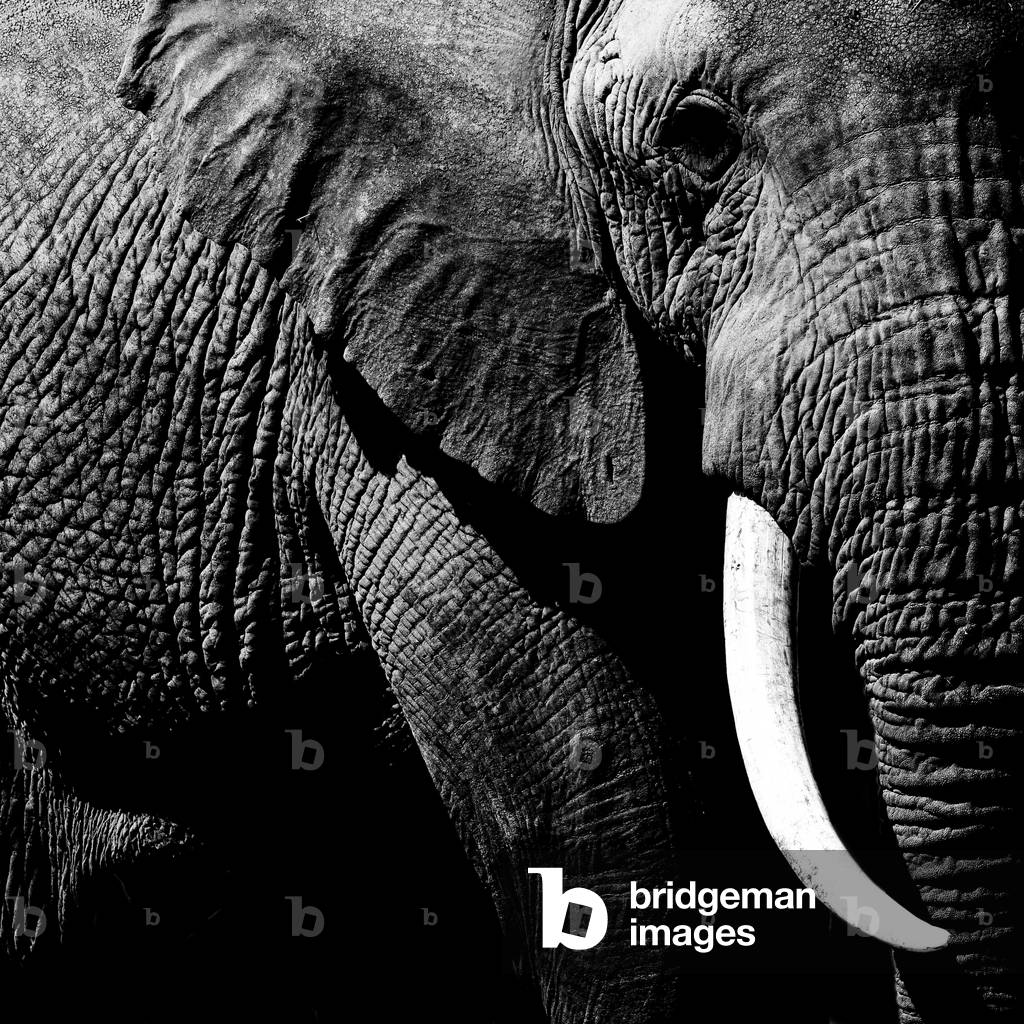 Elephant amboseli park, Kenya, Africa (photo)