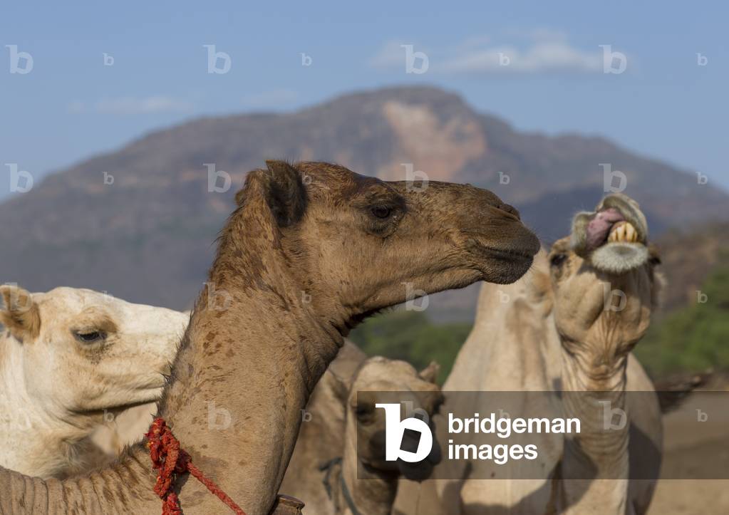 Rendille tribe camels, Marsabit district, Ngurunit, Kenya, Africa (photo)