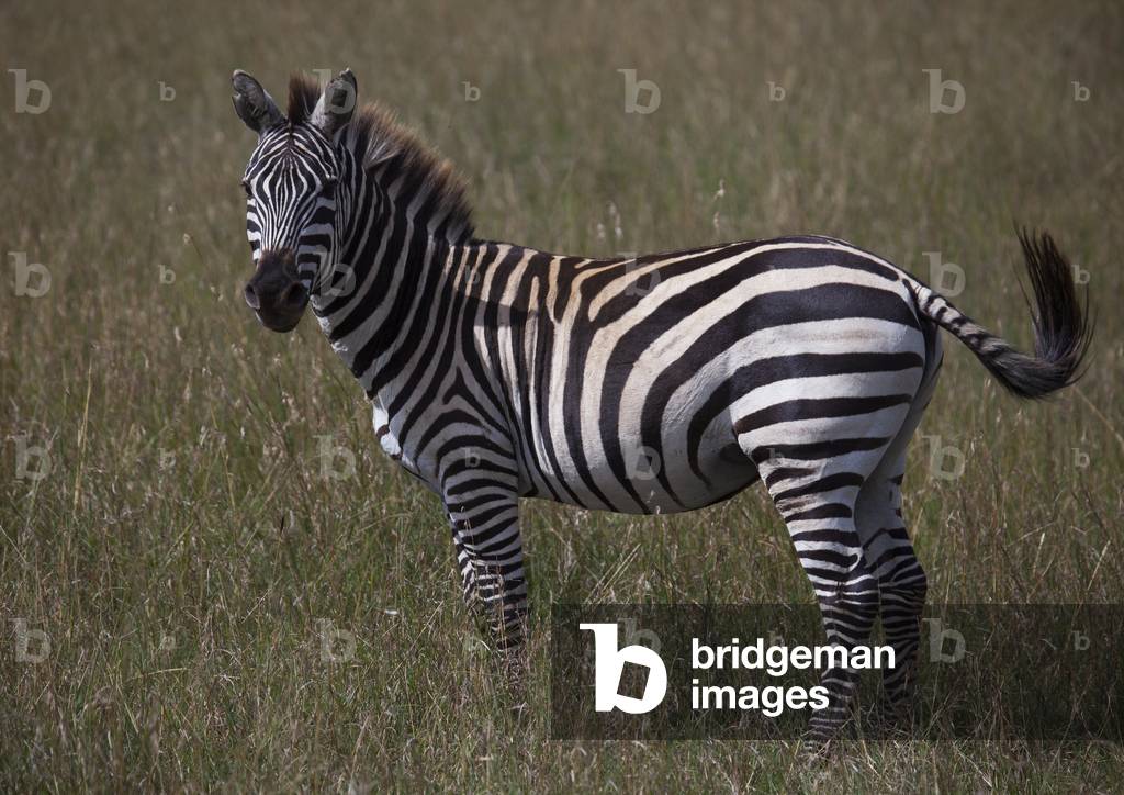 Burchells zebra (equus burchellii), Rift valley province, Maasai mara, Kenya, Africa (photo)