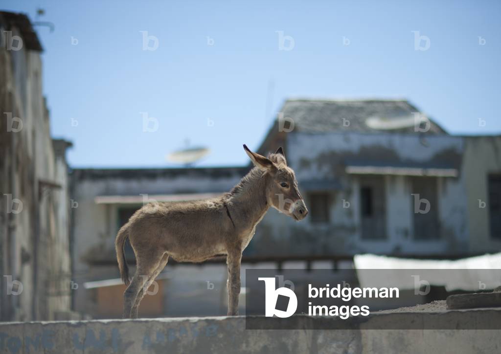 Standing mule in the street of lamu, Kenya, Africa (photo)