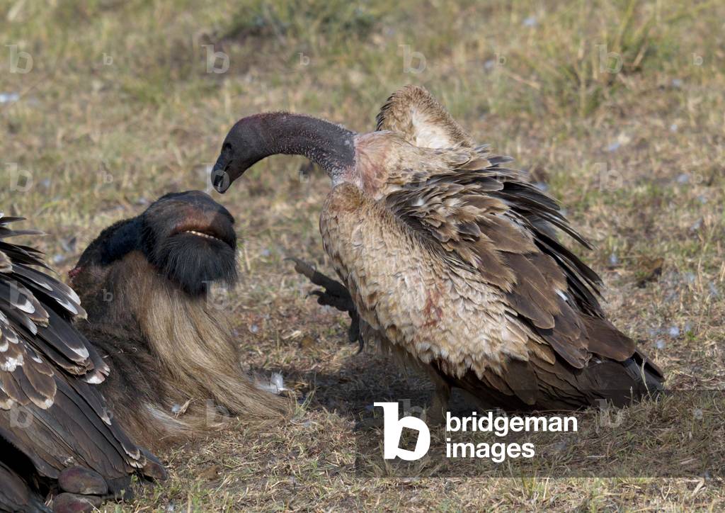 Vulture and wildbeast, Kenya, Africa (photo)
