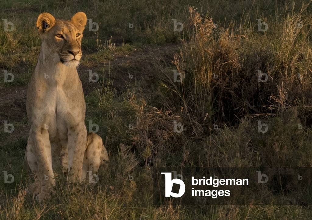 Lioness (panthera leo) looking away, Laikipia county, Mt Kenya, Africa national park, Kenya, Africa (photo)