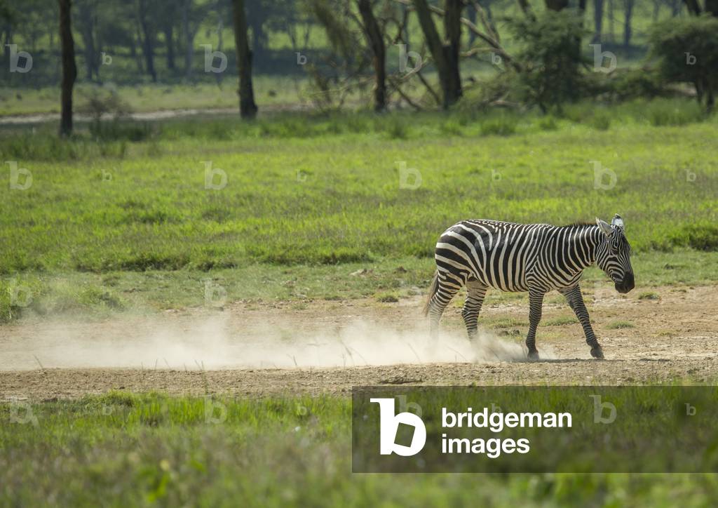 Grant's zebra (equus quagga boehmi), Nakuru district of the rift valley province, Nakuru, Kenya, Africa (photo)