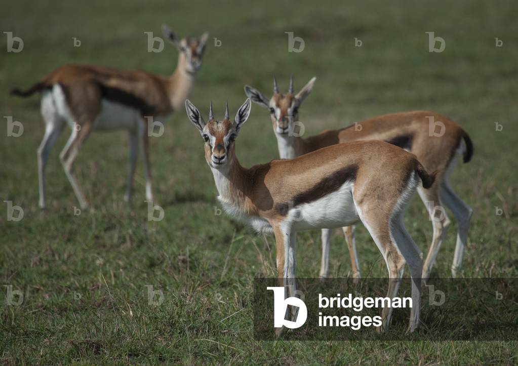 Thomson's gazelle (gazella thomsonii), Rift valley province, Maasai mara, Kenya, Africa (photo)
