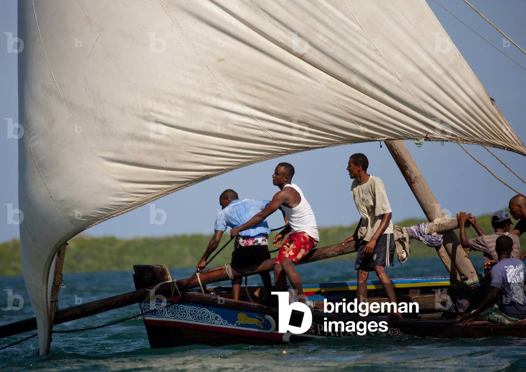 Steerage of dhow during the dhow race, Maulidi festival, Lamu, Kenya, Africa (photo)