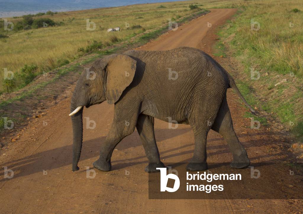 African elephant (loxodonta africana) crossing a road, Rift valley province, Maasai mara, Kenya, Africa (photo)