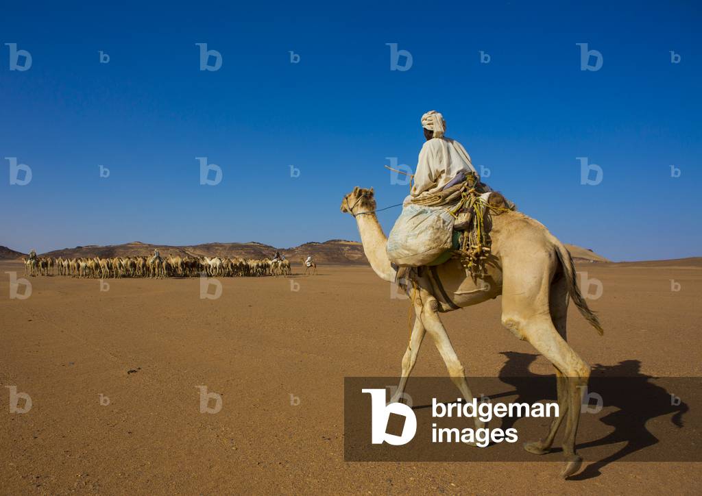Sudanese Camels Herd Going to Egypt, Dongola, Northern Province, Sudan (photo)
