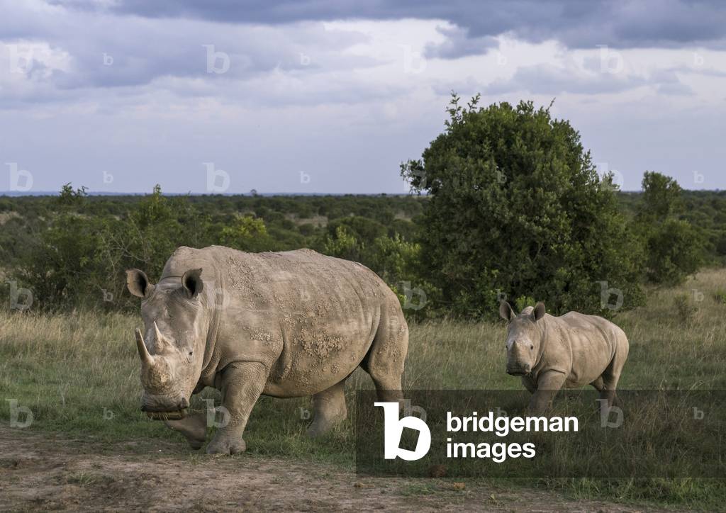 Black rhinos (diceros bicornis), Laikipia county, Ol pejeta, Kenya, Africa (photo)