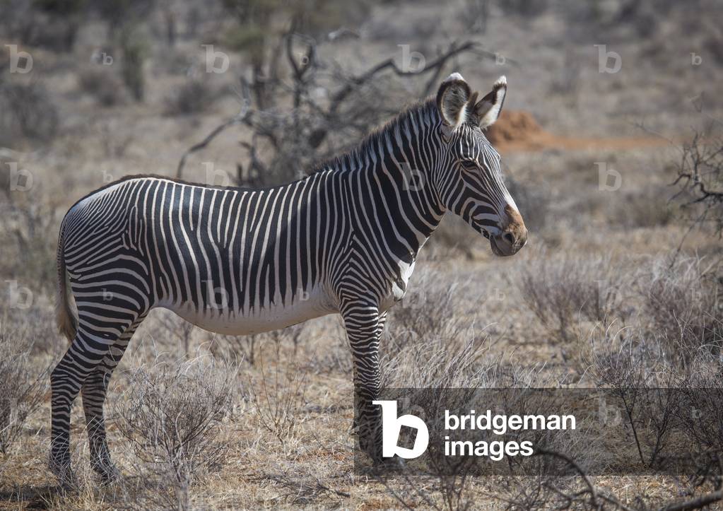 Grevys zebra in the bush, Samburu county, Samburu national reserve, Kenya, Africa (photo)