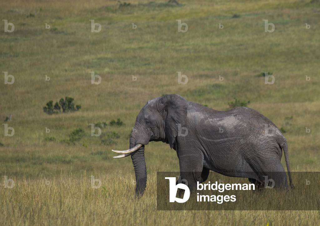 African elephant (loxodonta africana), Rift valley province, Maasai mara, Kenya, Africa (photo)