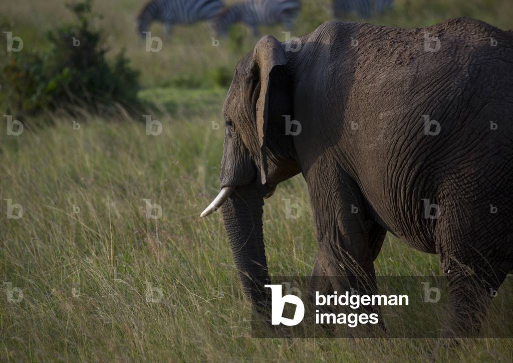 African elephant (loxodonta africana), Rift valley province, Maasai mara, Kenya, Africa (photo)