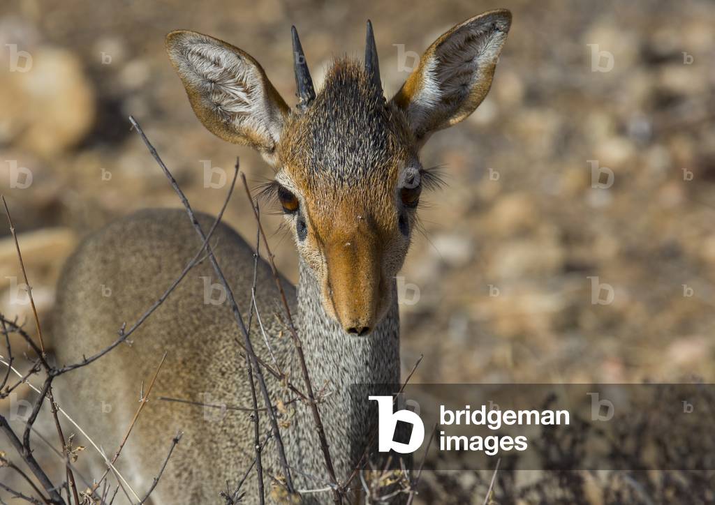 Kirk's dik-dik, Samburu county, Samburu national reserve, Kenya, Africa (photo)
